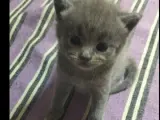 Uygun fiyatlı rezerveye açık british longhair