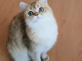 British shorthair sahiplendirme