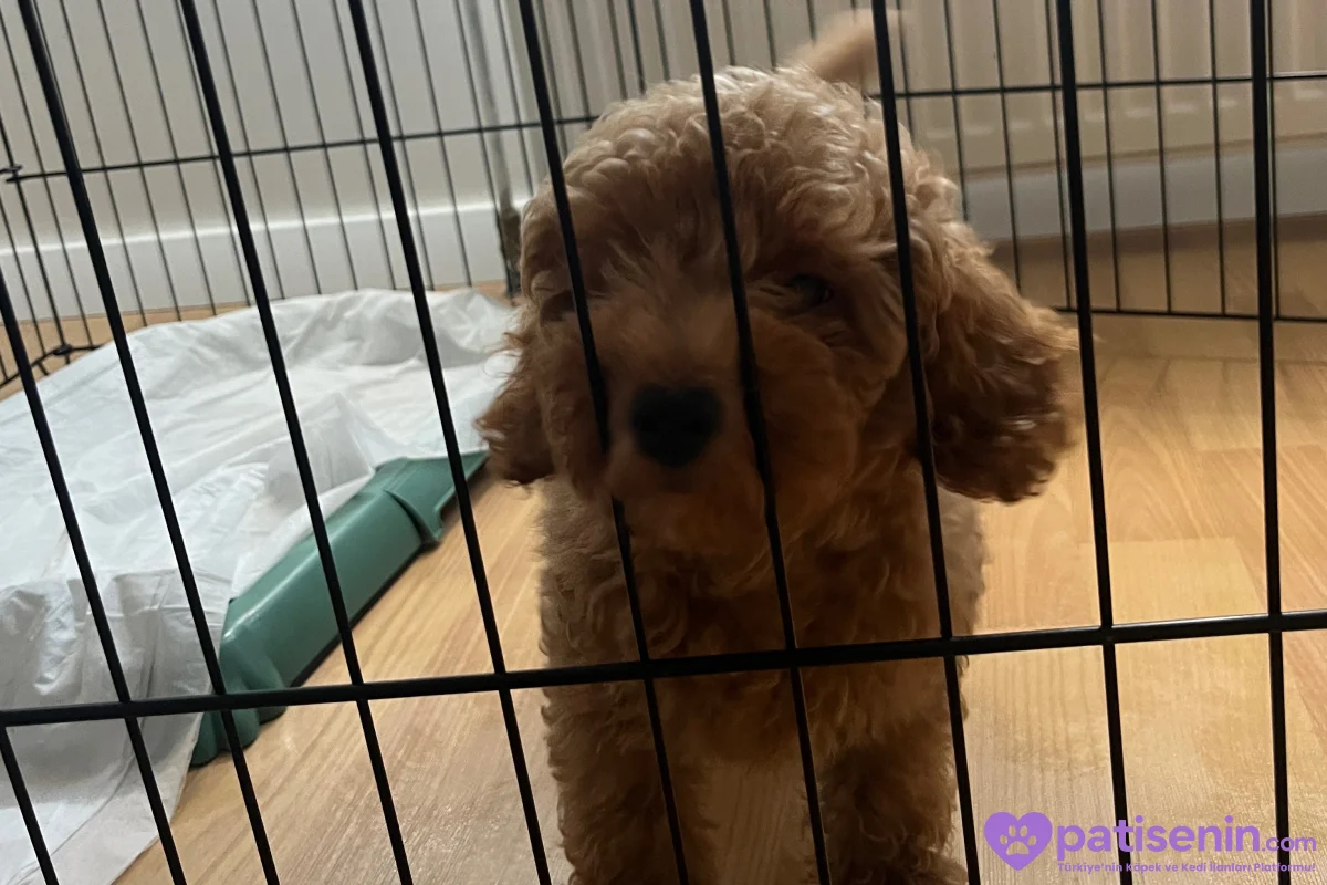 Safkan Toy Poodle Erkek Yavrumuz 2