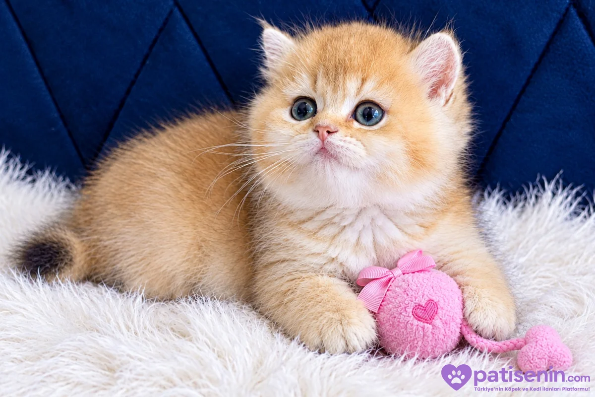 British Shorthair ve Longhair Golden Bebekler 1