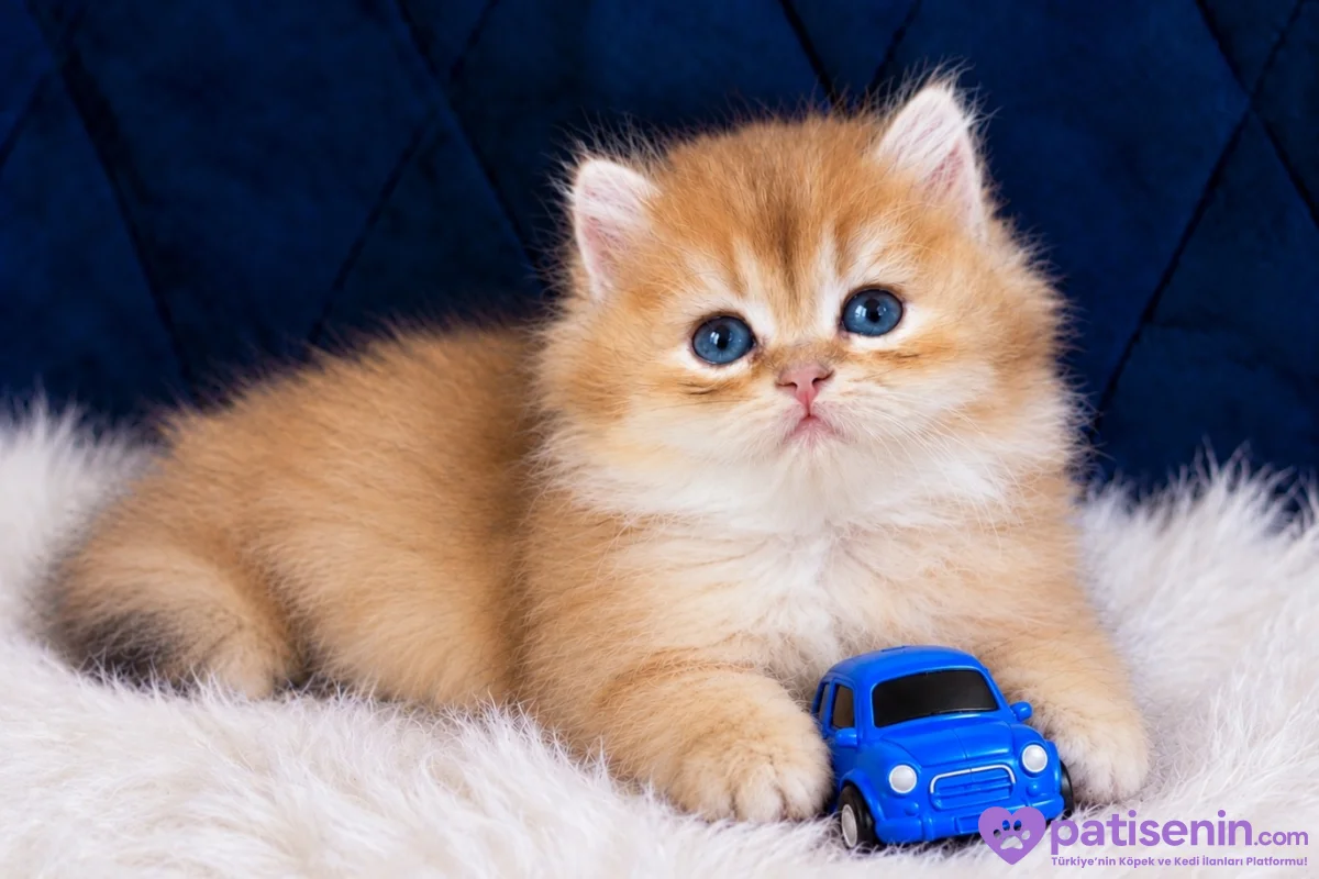 British Shorthair ve Longhair Golden Bebekler 4