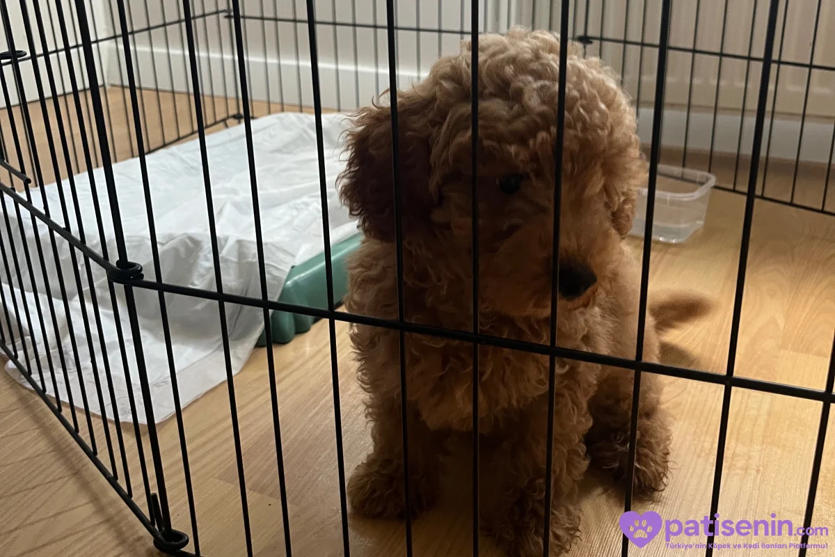 Safkan Toy Poodle Erkek Yavrumuz 1