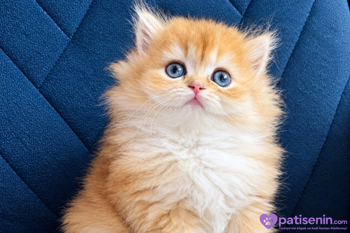British Shorthair ve Longhair Golden Bebekler 5