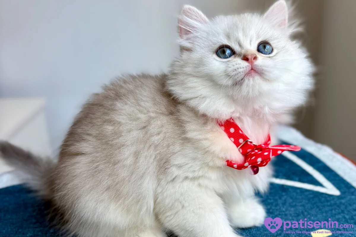 Kaliteli Golden-Silver-White Bebekler 8