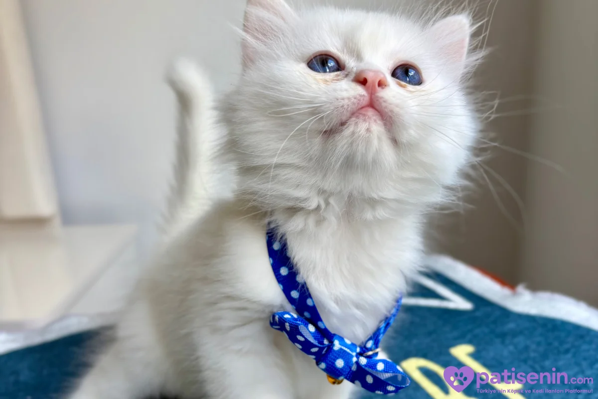 Kaliteli Golden-Silver-White Bebekler 10