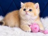 British Shorthair ve Longhair Golden Bebekler