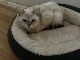 Bristish cat