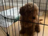 Safkan Toy Poodle Erkek Yavrumuz