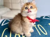 Kaliteli Golden-Silver-White Bebekler
