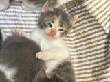 1 Aylık melez yavru kediler