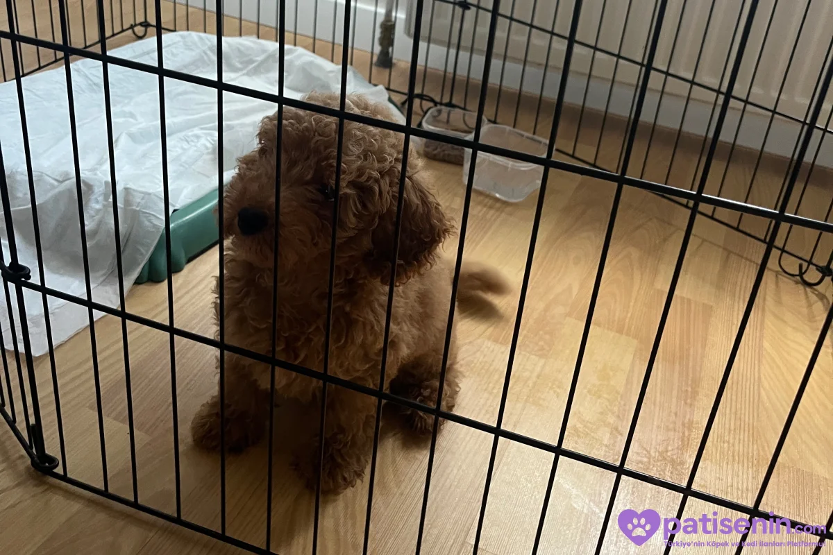 Safkan Toy Poodle Erkek Yavrumuz 3