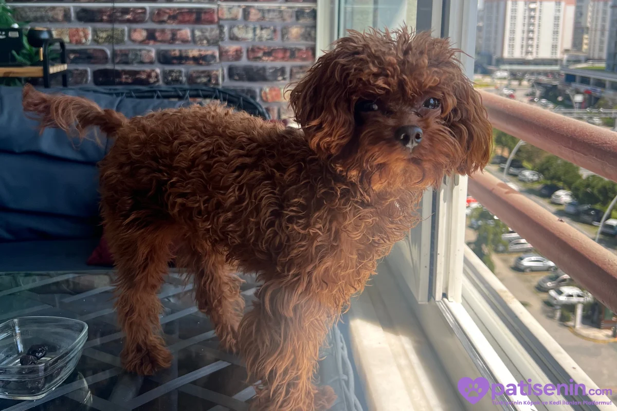 2 KG ALTI RED BROWN TOY POODLE ERKEK – EŞ ARIYOR 3