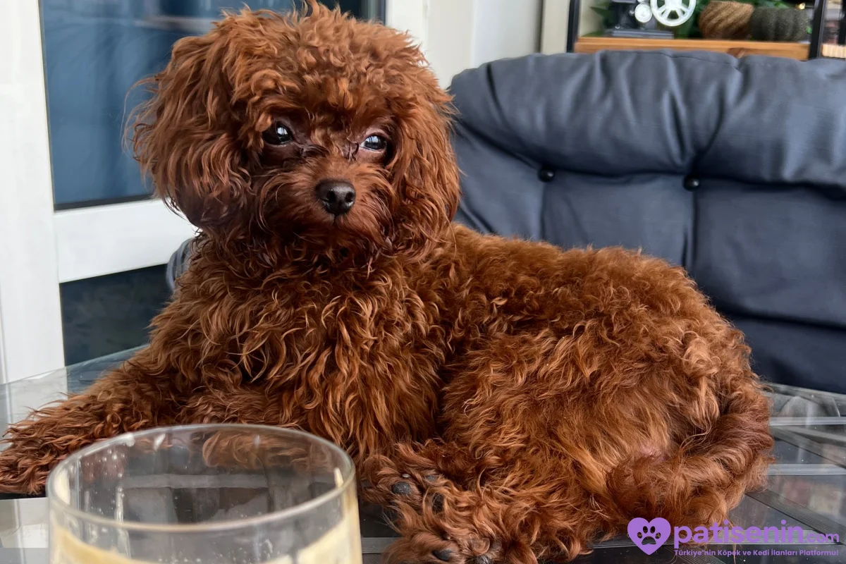 2 KG ALTI RED BROWN TOY POODLE ERKEK – EŞ ARIYOR 1