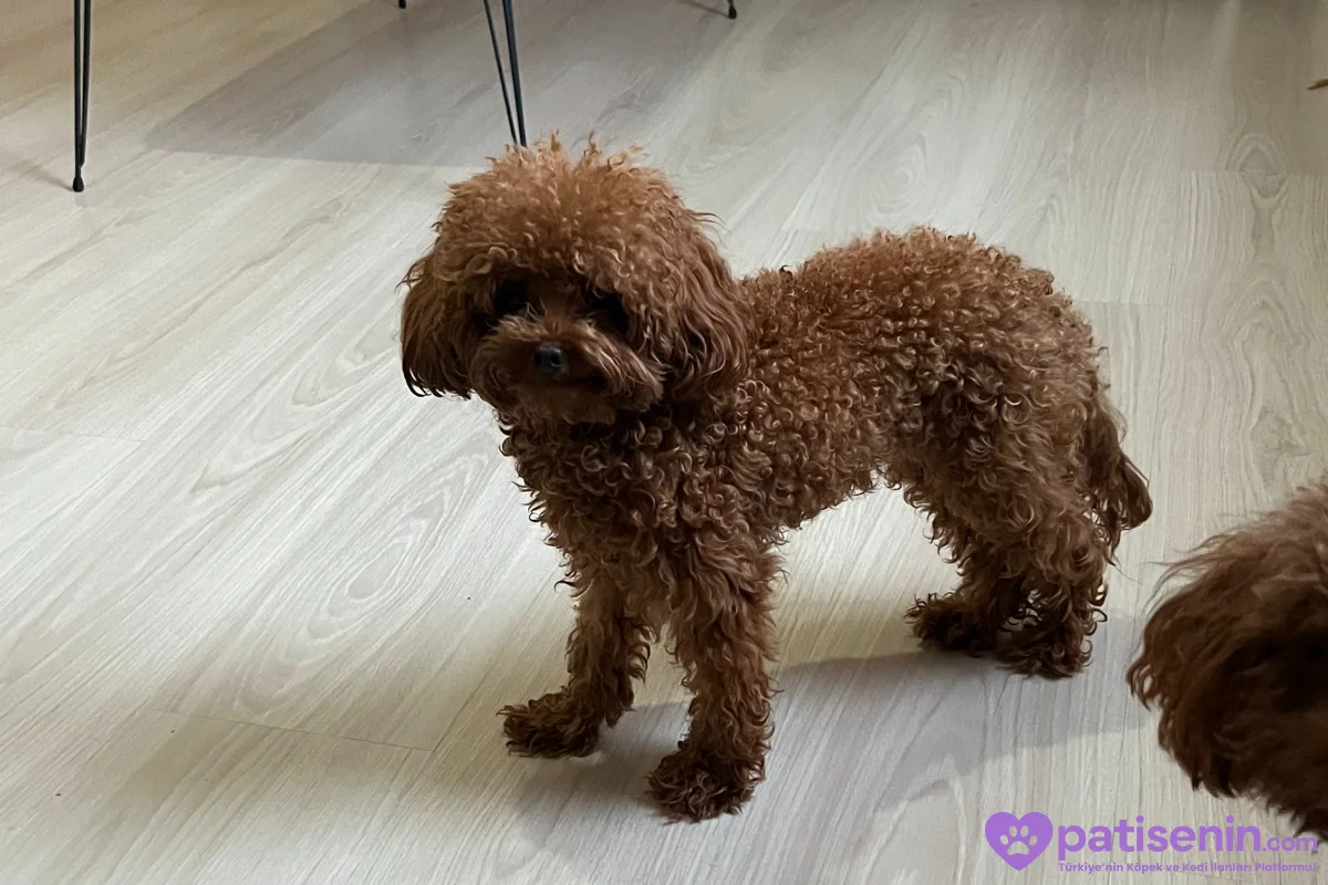 1.500 gr, Teacup Poodle Oğlumuz Eş Arıyor 1