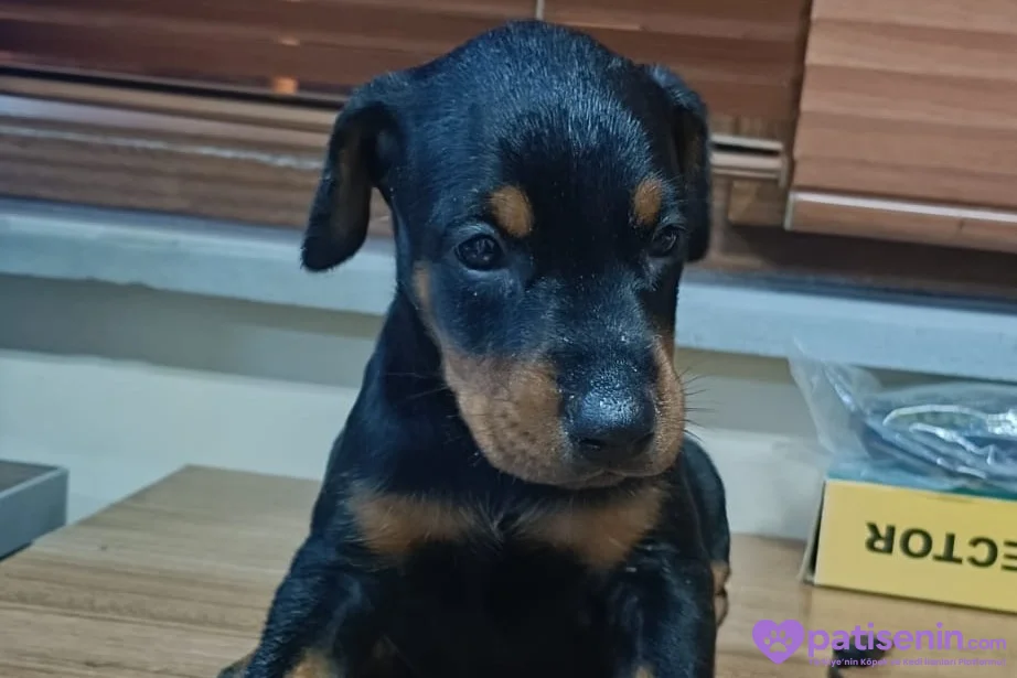 Üst kalite Doberman yavruları 1