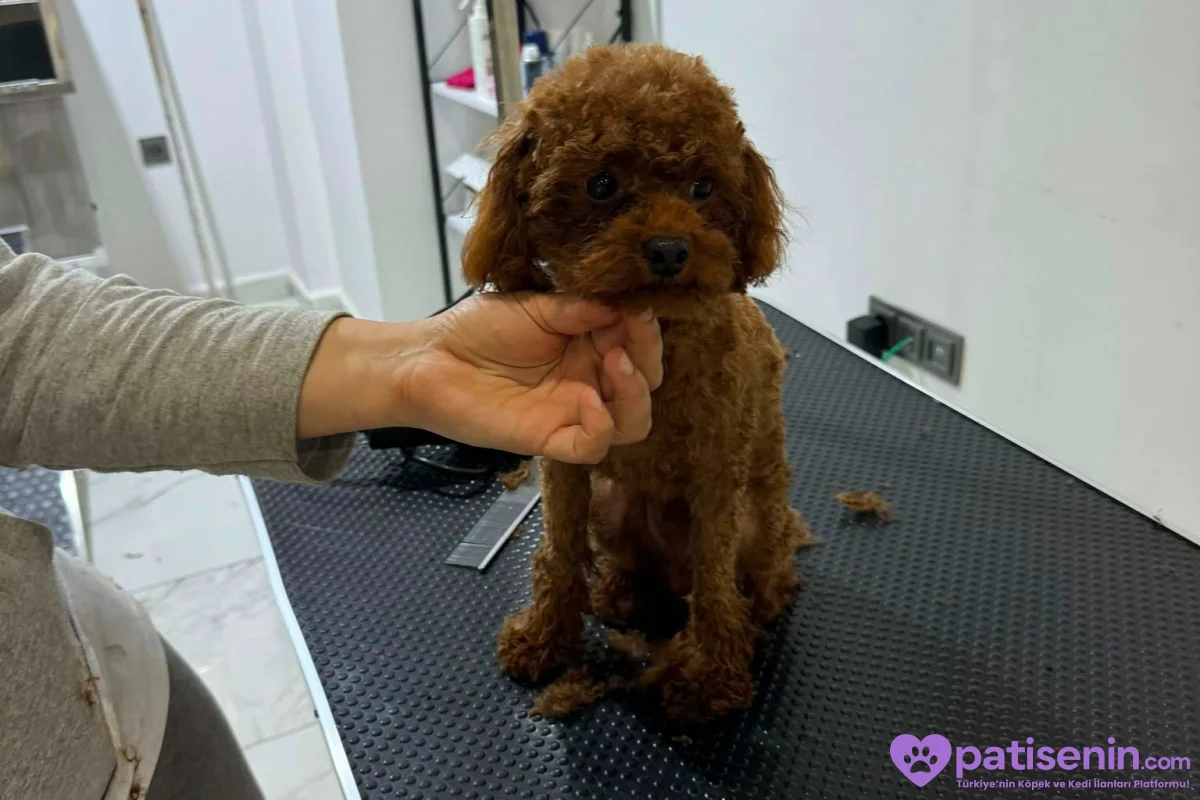 Orijinal Kore Poodle Erkeğimiz Çiftleşmeye Açıktır 2