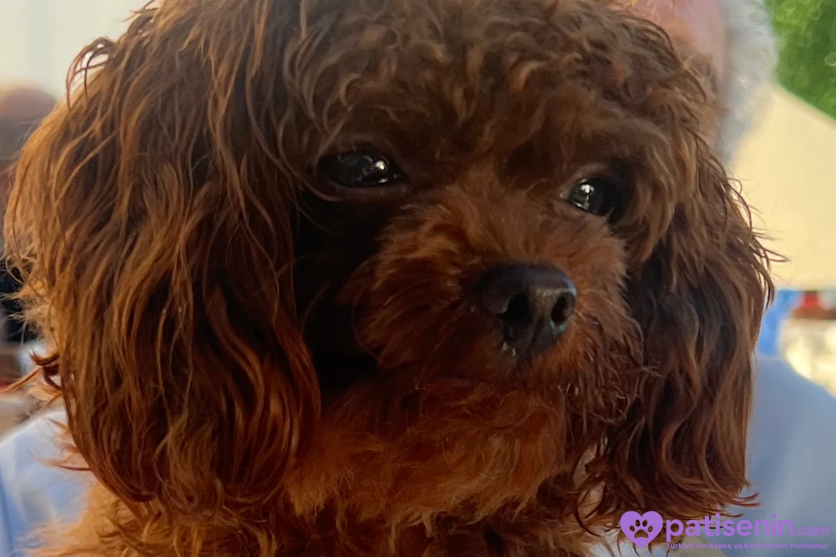 2 KG ALTI RED BROWN TOY POODLE ERKEK – EŞ ARIYOR 2