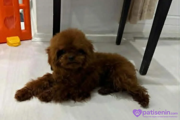 Orijinal Kore Poodle Erkeğimiz Çiftleşmeye Açıktır 1