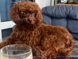 2 KG ALTI RED BROWN TOY POODLE ERKEK – EŞ ARIYOR