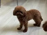 1.500 gr, Teacup Poodle Oğlumuz Eş Arıyor