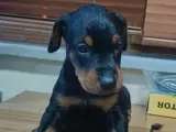 Üst kalite Doberman yavruları