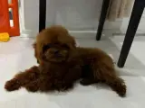 Orijinal Kore Poodle Erkeğimiz Çiftleşmeye Açıktır