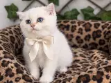 ERKEK PAMUK MAVİŞ BEBEĞİM