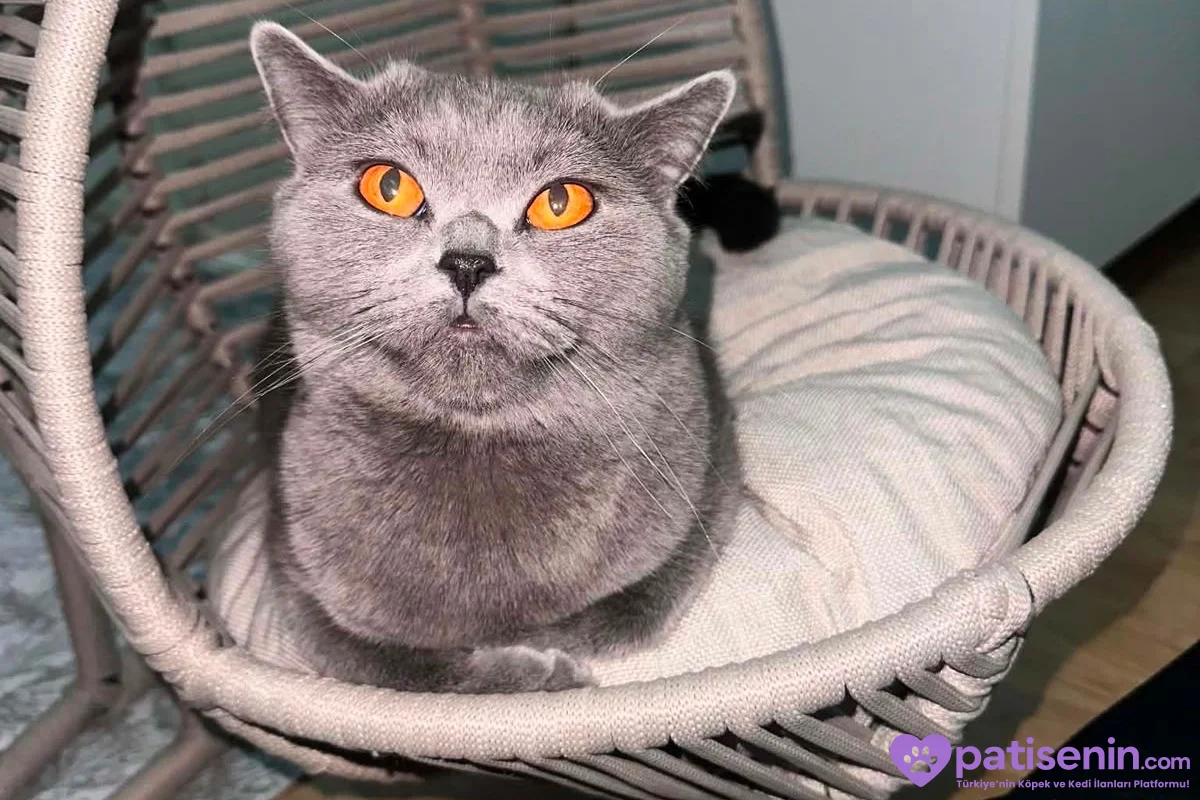 4 yaşında dişi kedi adı şila 6