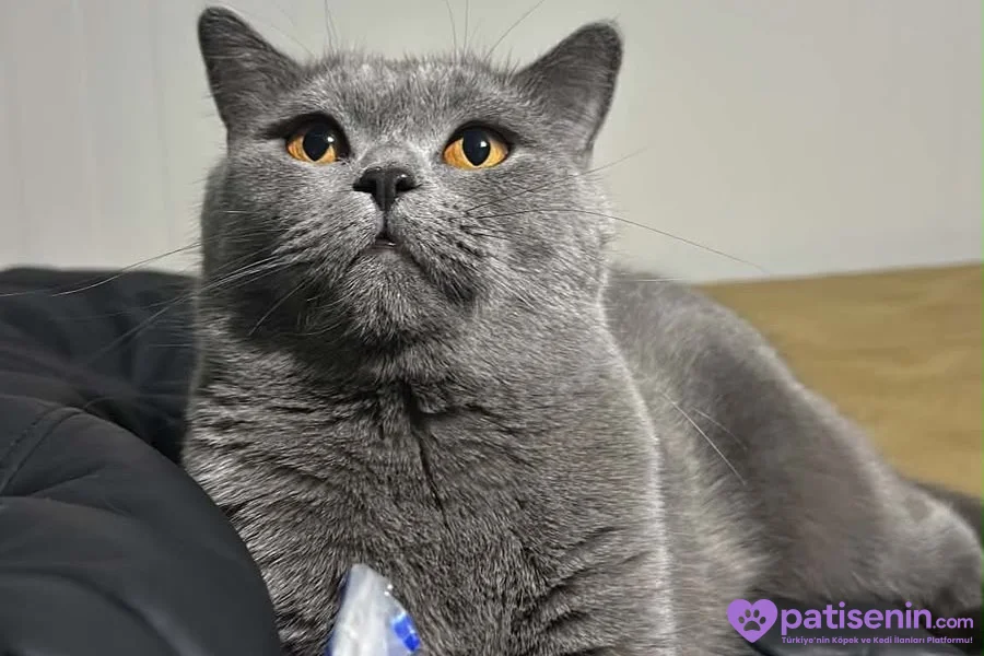 4 yaşında dişi kedi adı şila 7