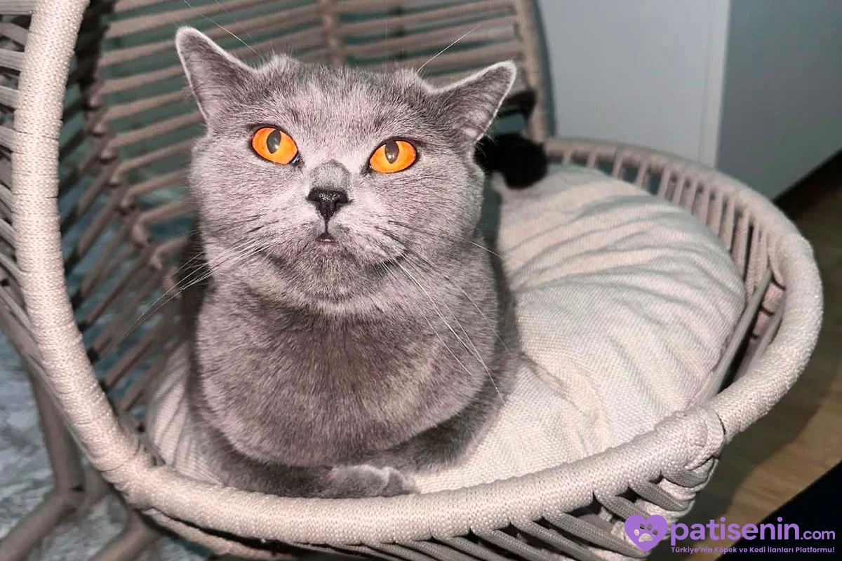 4 yaşında dişi kedi adı şila 2