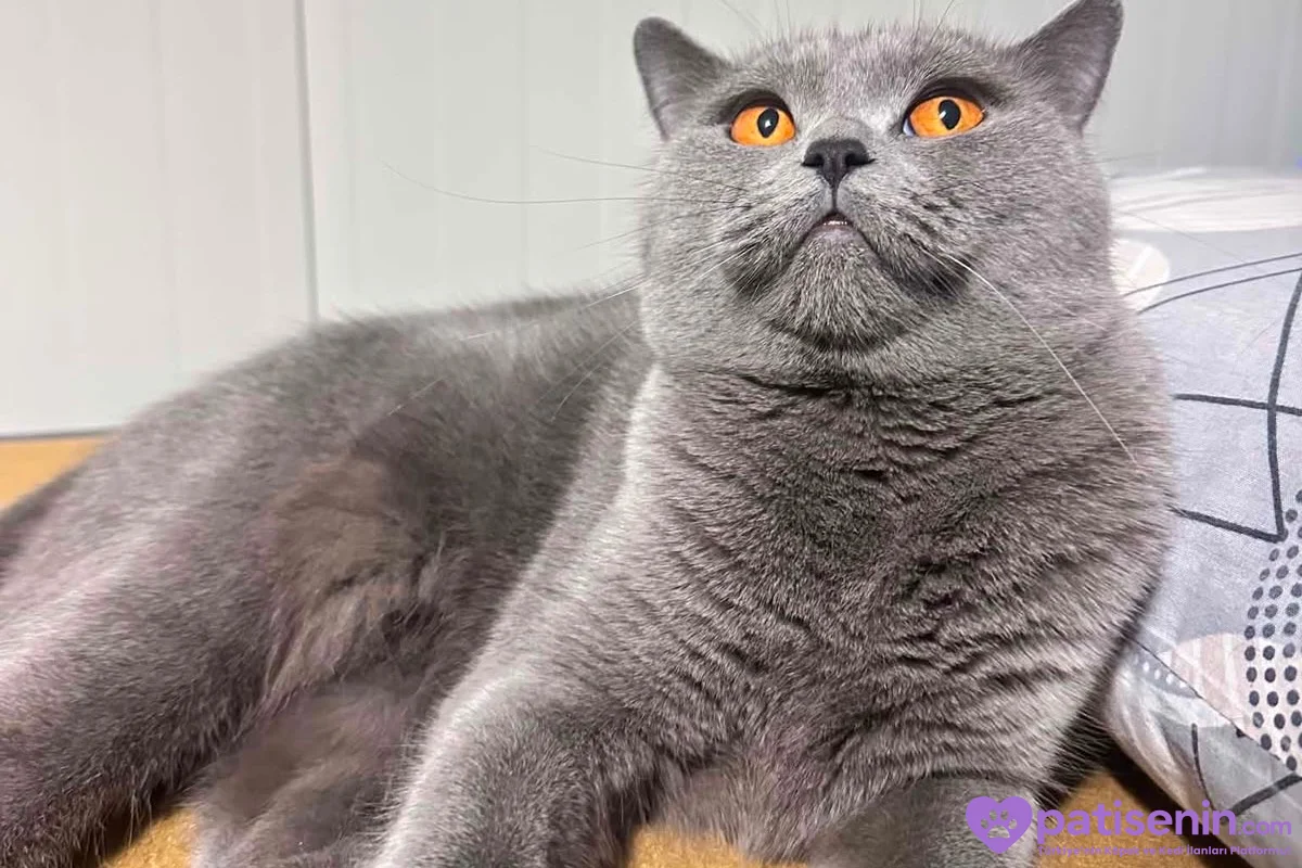 4 yaşında dişi kedi adı şila 1