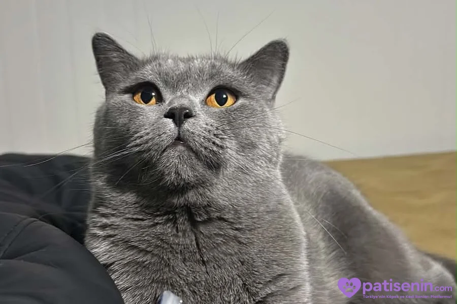 4 yaşında dişi kedi adı şila 5
