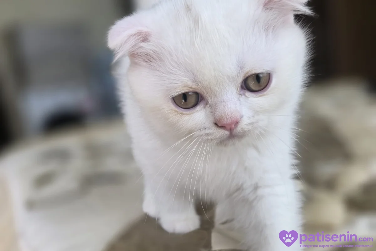 Pamuk bebekler teslime hazır 2