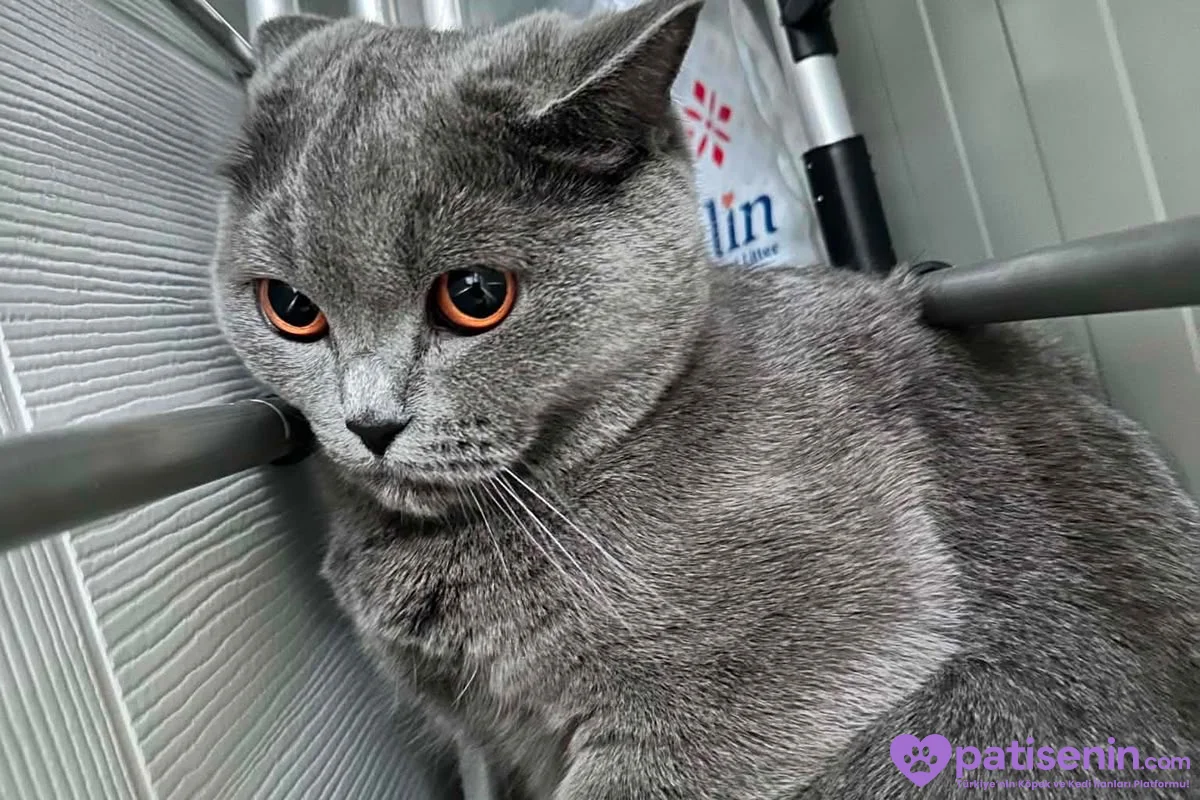 4 yaşında dişi kedi adı şila 4