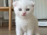 Pamuk bebekler teslime hazır