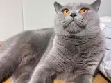 4 yaşında dişi kedi adı şila