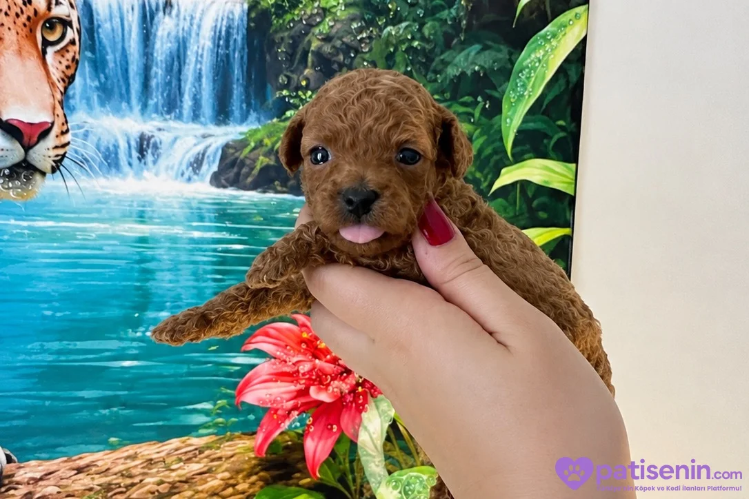 Safkan Toy Poodle Yavrumuz 2