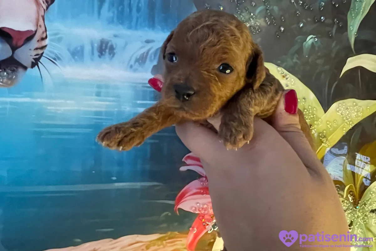 Safkan Toy Poodle Yavrumuz 1