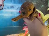 Safkan Toy Poodle Yavrumuz