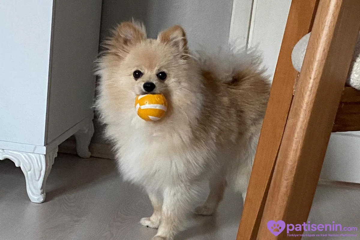 pomerian akıllı köpek 3