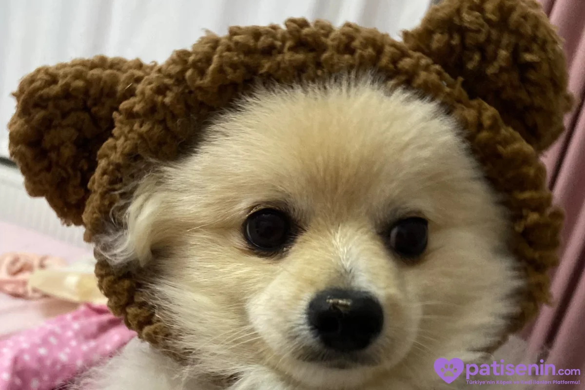 pomerian akıllı köpek 1