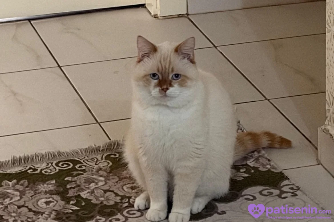 Oyuncu British Longhair Kedimize Yuva 7