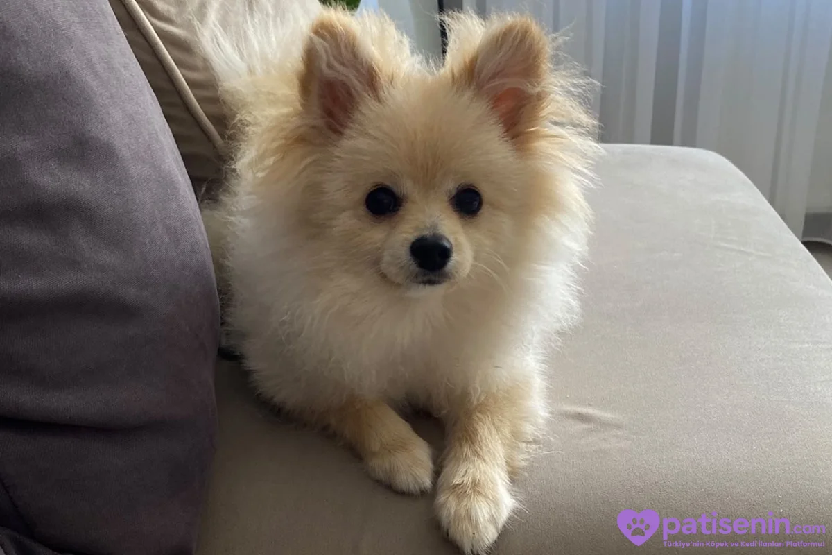 pomerian akıllı köpek 2