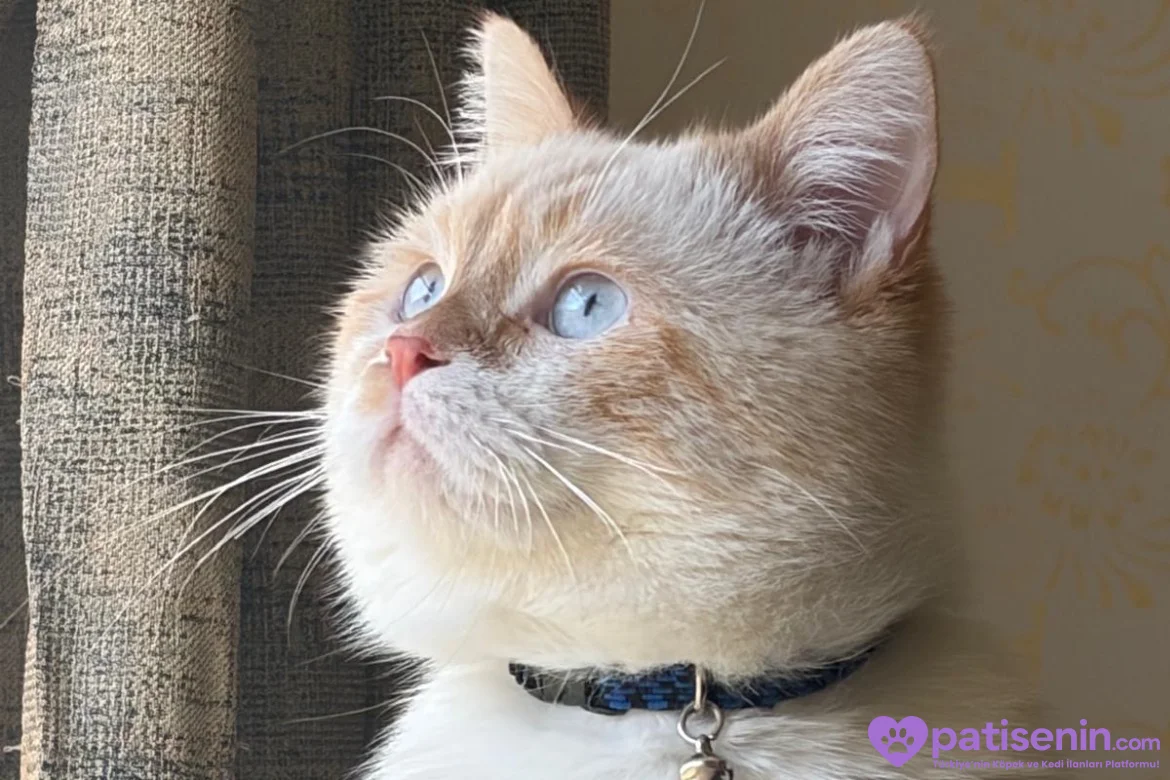Oyuncu British Longhair Kedimize Yuva 2