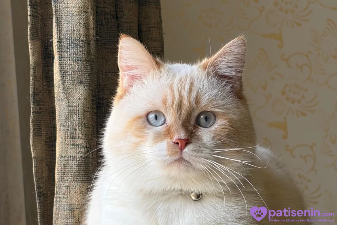Oyuncu British Longhair Kedimize Yuva 1