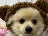 pomerian akıllı köpek