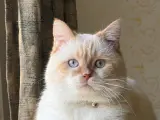 Oyuncu British Longhair Kedimize Yuva