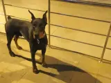 3 yaşında KIF SCR Belgeli üst kalite Erkek Doberman