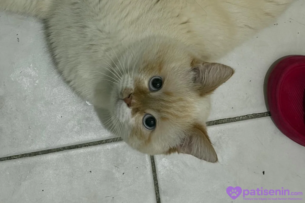 Oyuncu British Longhair Kedimize Yuva 6