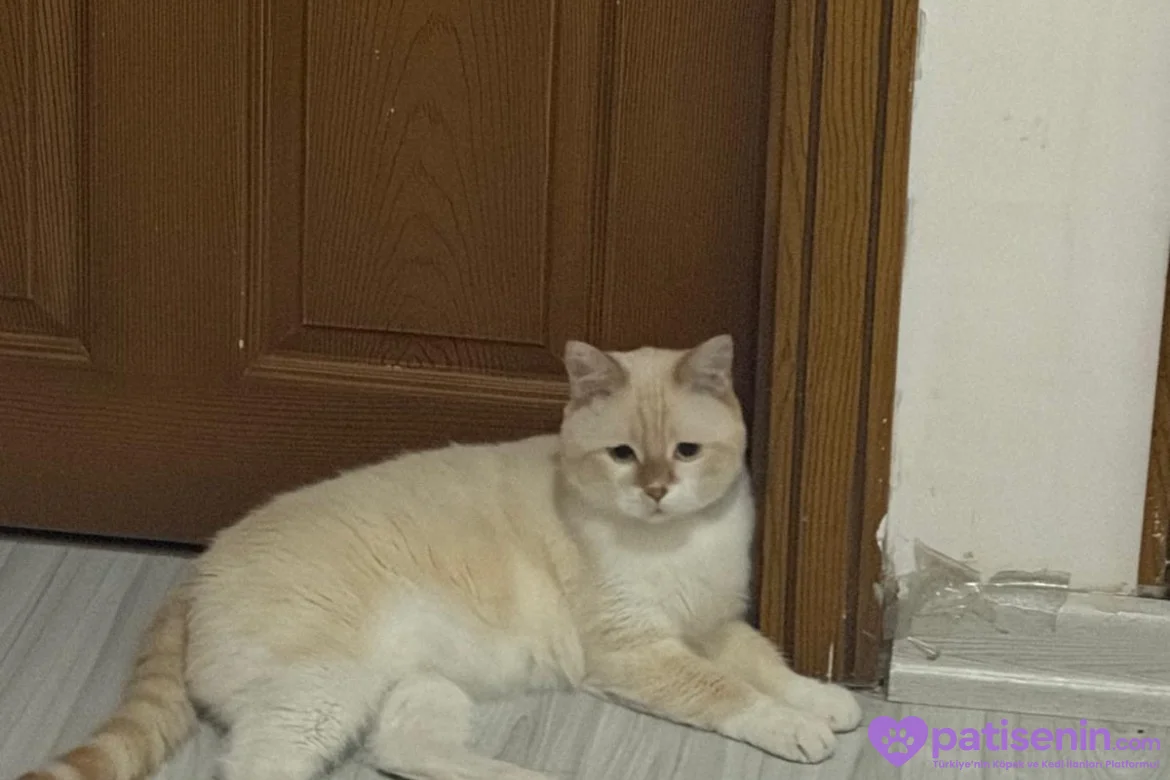 Oyuncu British Longhair Kedimize Yuva 5